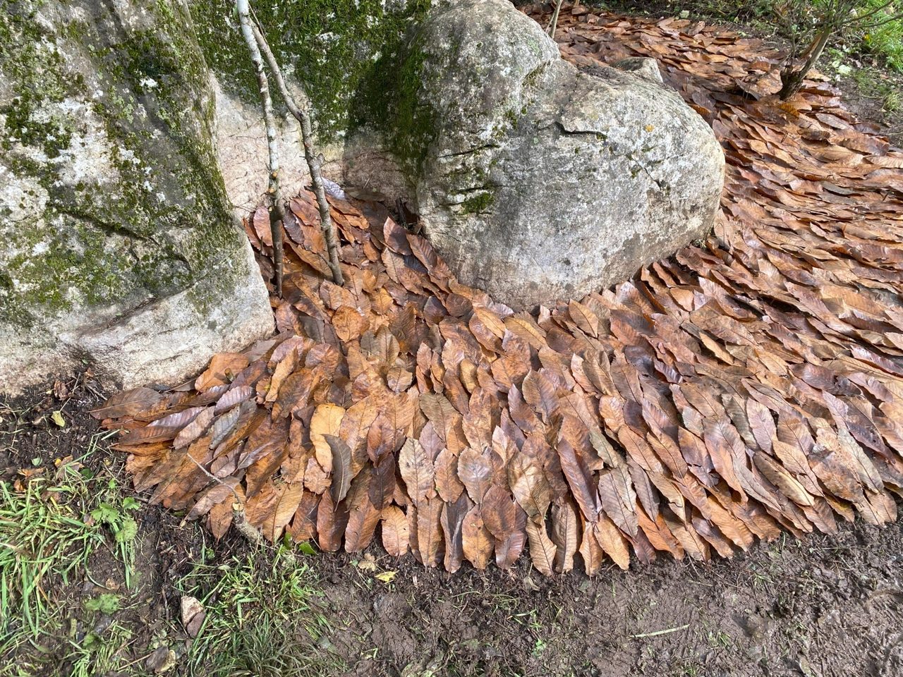 Dry brown leaves laid overlapping in a fan around the foot of a mossy boulder