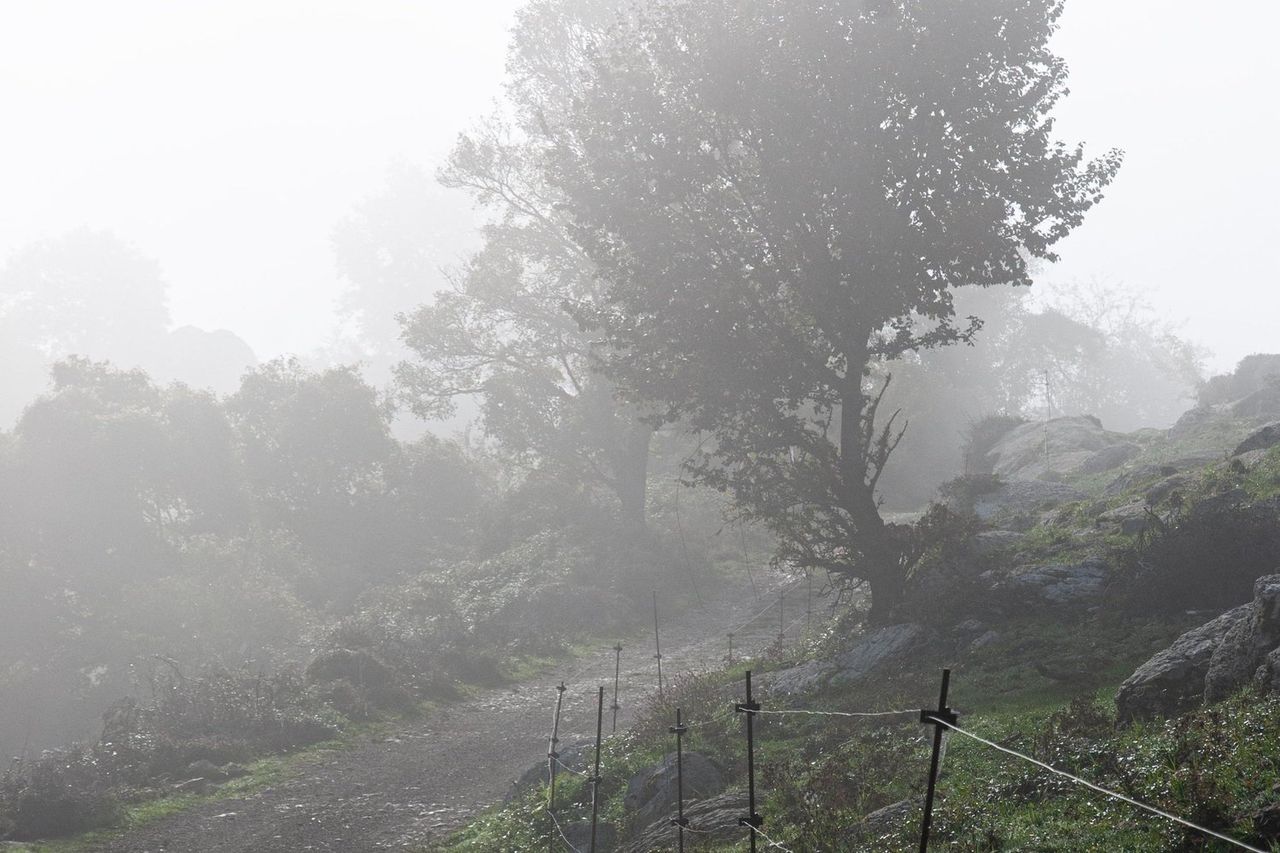 A fenced path crossing a misty hillside under a large tree